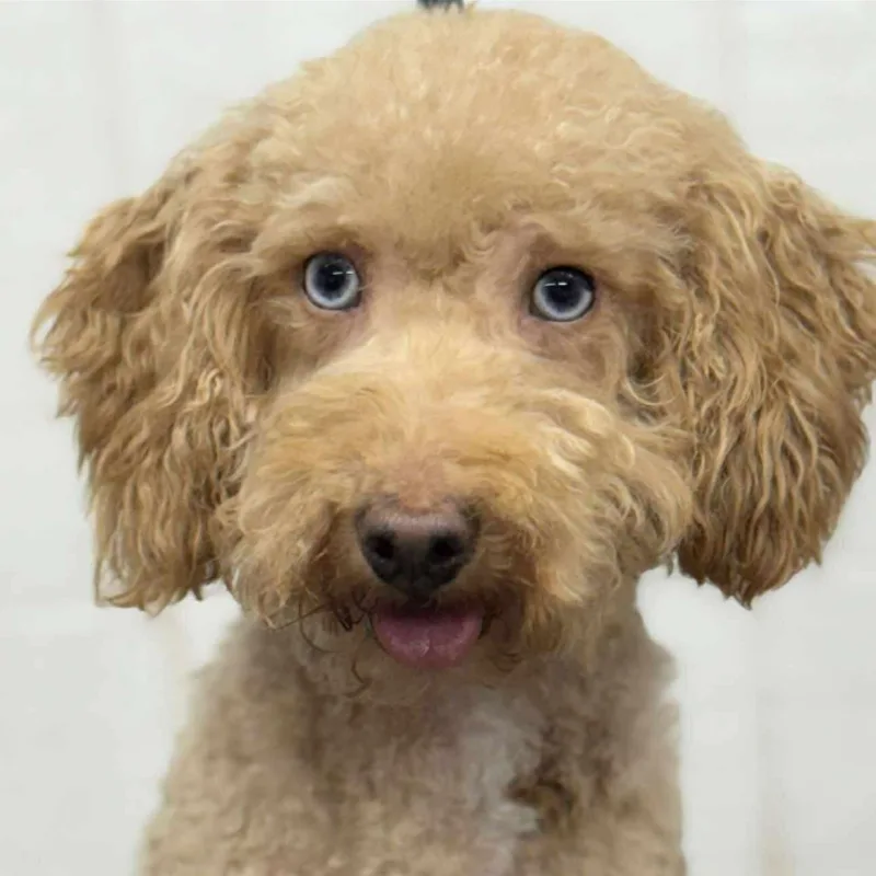An adult small-sized female Red / Chestnut / Orange Cockapoo dog named Ruby for adoption in Wheelersburg, OH