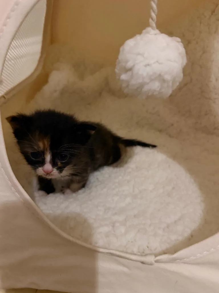 A baby small-sized female Domestic Short Hair cat named Tiramisu for adoption in Newnan, GA