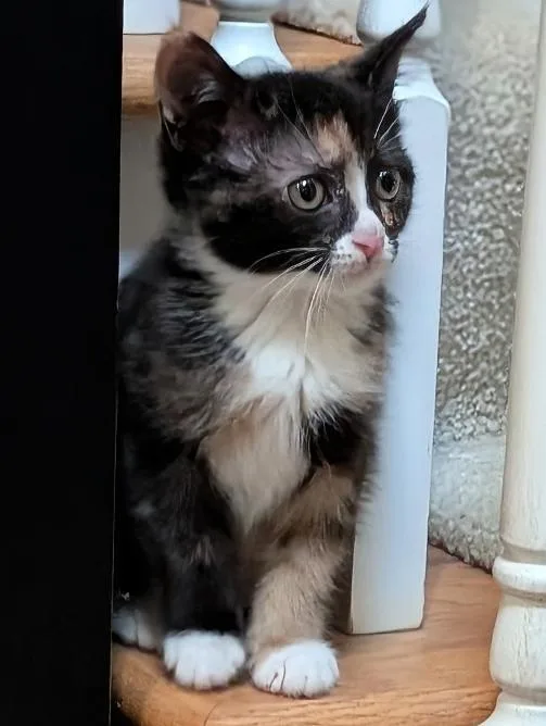 Tiramisu thumbnail 2