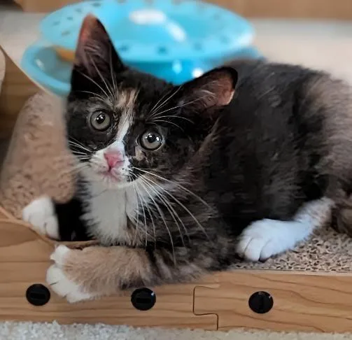 Tiramisu thumbnail 4