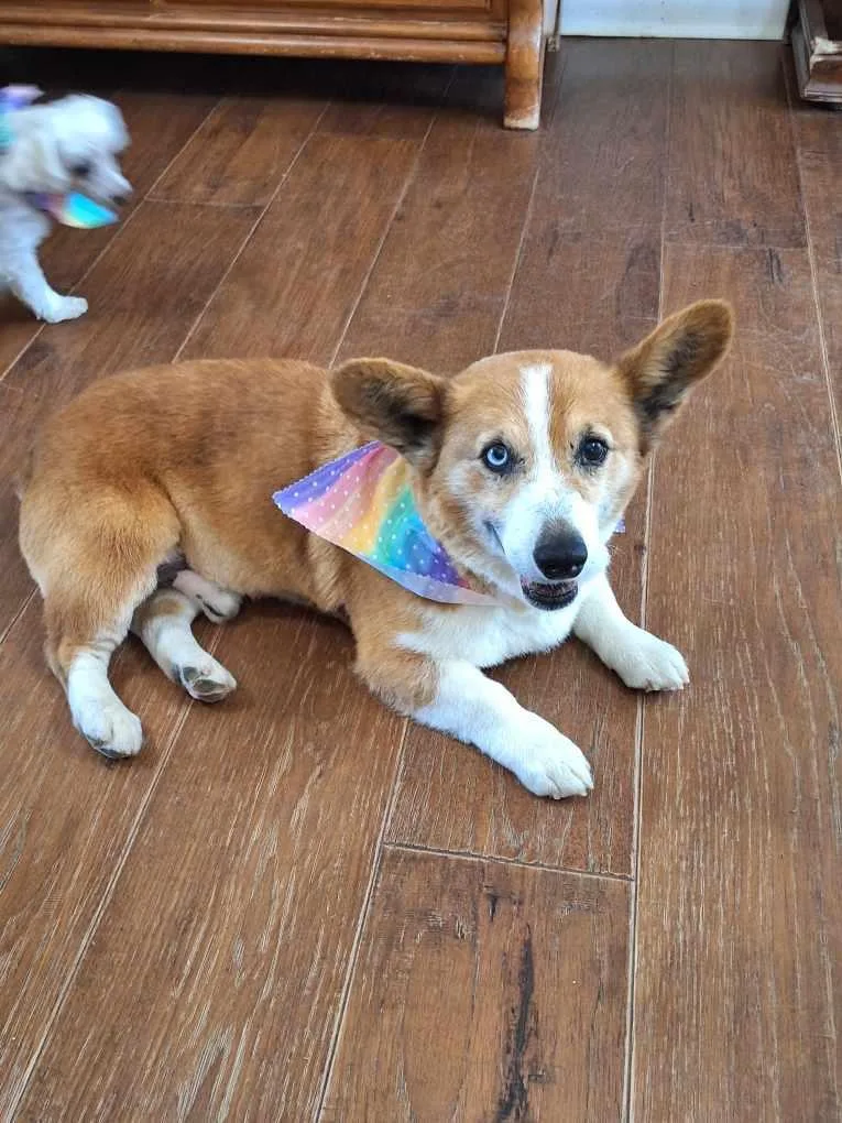An adult medium-sized male Apricot / Beige Corgi dog named Frank for adoption in Cullman, AL