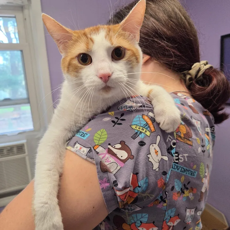 A young medium-sized male Domestic Short Hair cat named Honeybun for adoption in Warwick, RI