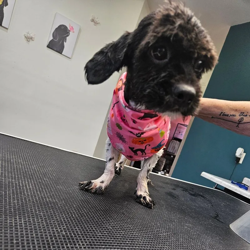 A senior small-sized female Shih Tzu dog named Baby for adoption in Tomah, WI
