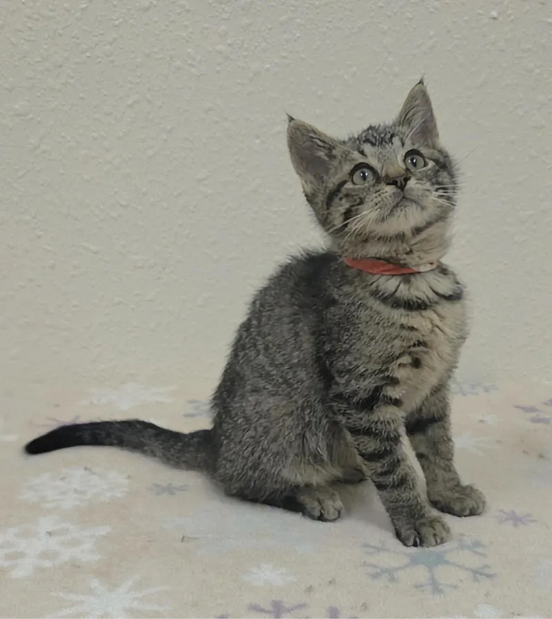 A baby small-sized male Tabby (Brown / Chocolate) Domestic Short Hair cat named Kirby for adoption in Red Wing, MN
