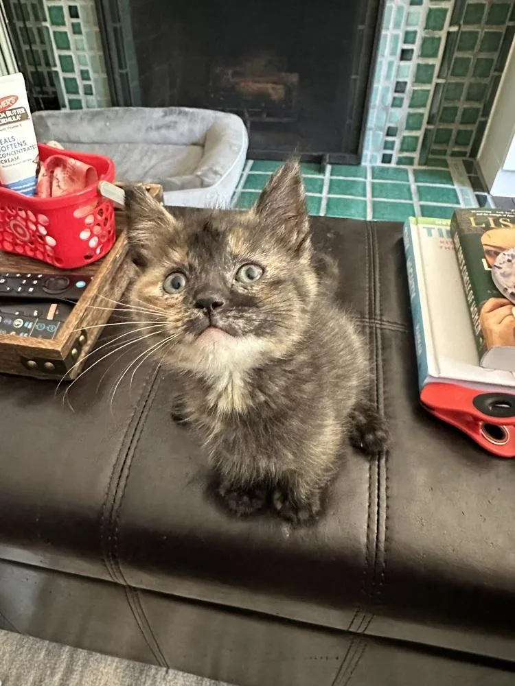 A baby small-sized female Tortoiseshell Domestic Short Hair cat named Tilly for adoption in Ferndale, MI