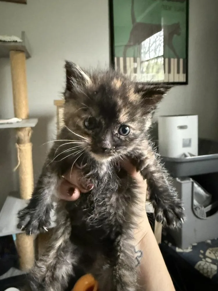 Tilly thumbnail 3