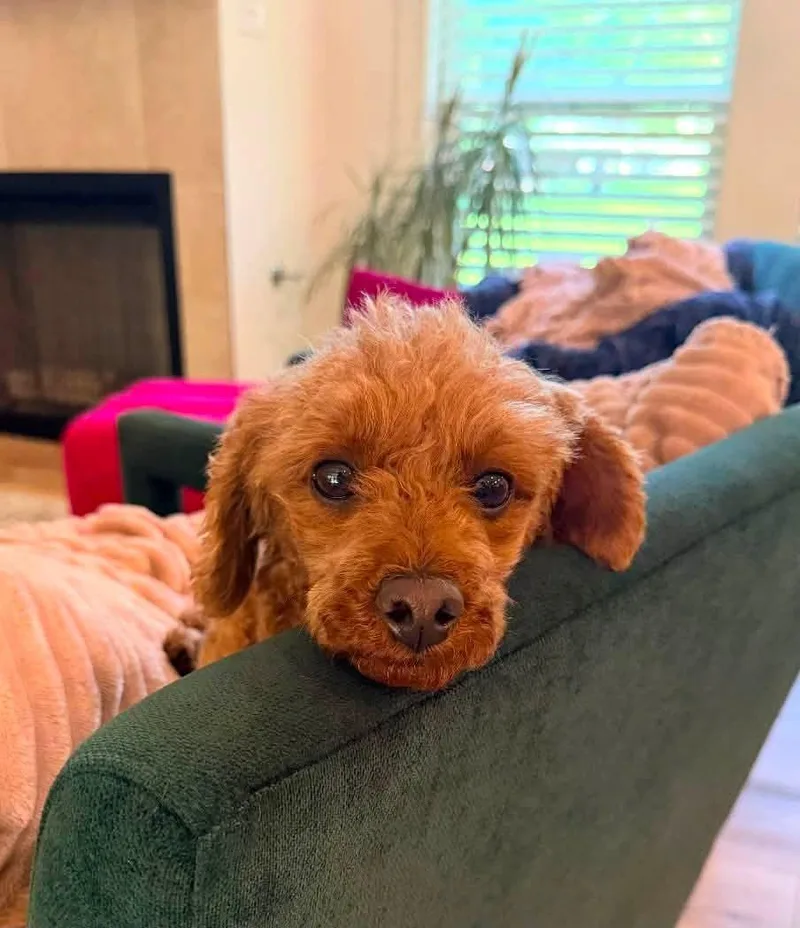 An adult small-sized female Red / Chestnut / Orange Poodle dog named Nora for adoption in Gonzales, LA