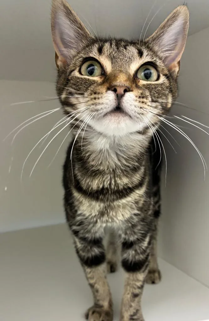 A baby small-sized female Domestic Short Hair cat named Weezer for adoption in Hartsville, SC