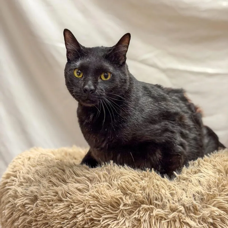 An adult extra large-sized male Domestic Short Hair cat named Spooky for adoption in Gainesville, GA
