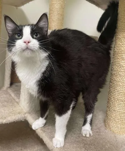 An adult small-sized female Domestic Short Hair cat named Florence for adoption in La Harpe, KS