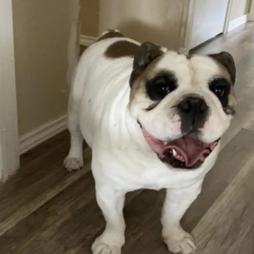 Benjamin thumbnail 3