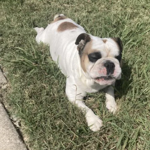 Benjamin thumbnail 5