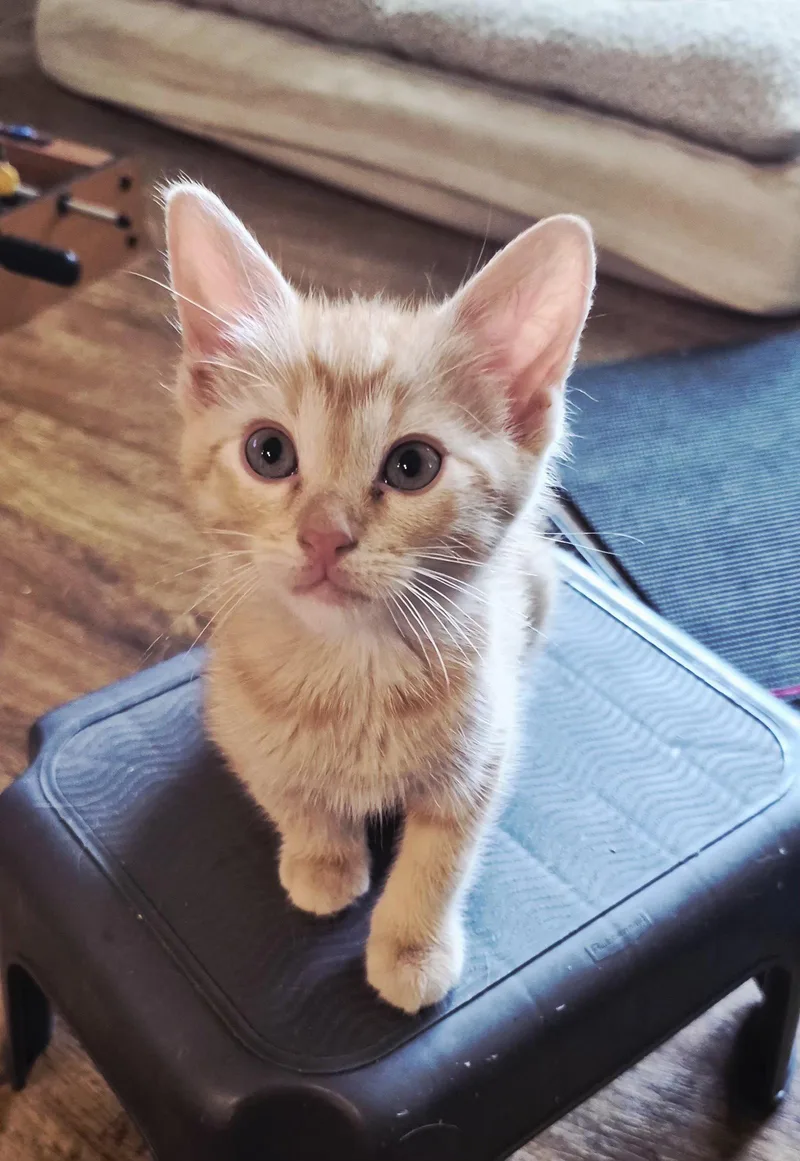 A baby medium-sized male Orange & White Tabby cat named Porter for adoption in Rosenberg, TX