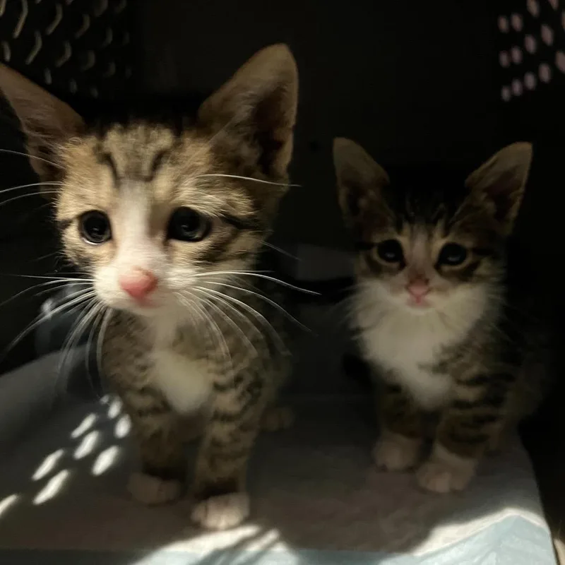 A baby small-sized female Gray / Blue / Silver American Shorthair cat named Pastina for adoption in Oceanside, NY