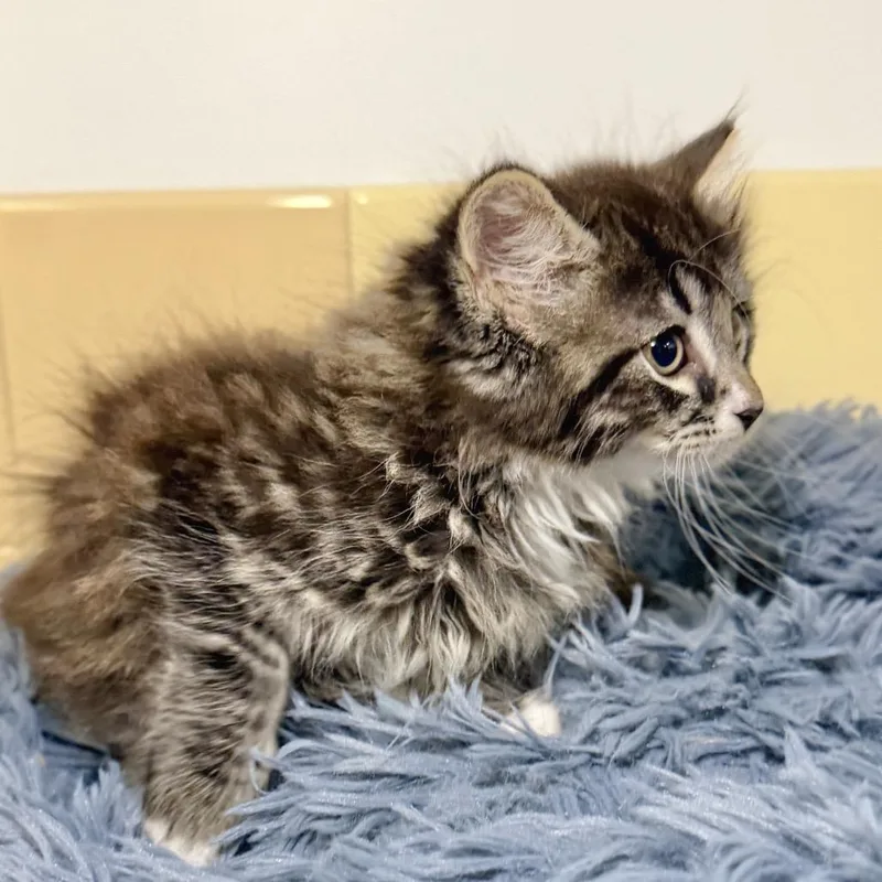 A baby small-sized female Black Domestic Short Hair cat named Scallop for adoption in East Hampton, NY