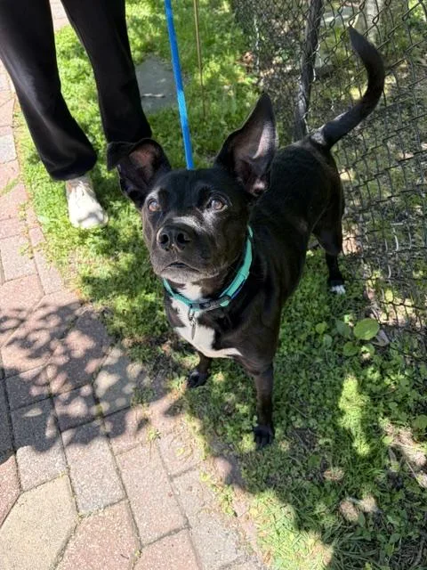 An adult medium-sized male Labrador Retriever dog named Boone for adoption in Huntington, NY