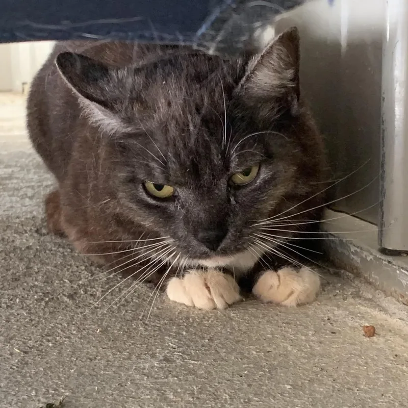 An adult small-sized female Gray / Blue / Silver Domestic Short Hair cat named Gravel for adoption in Franklin, NC