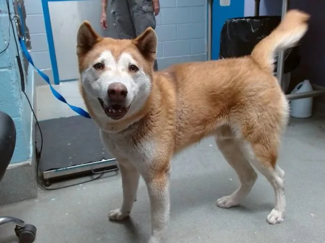 A young small-sized male Husky dog named Dingo for adoption in Albuquerque, NM