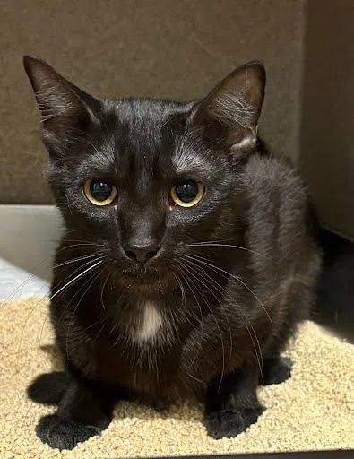 A young medium-sized female Domestic Short Hair cat named Messi for adoption in Washington, DC