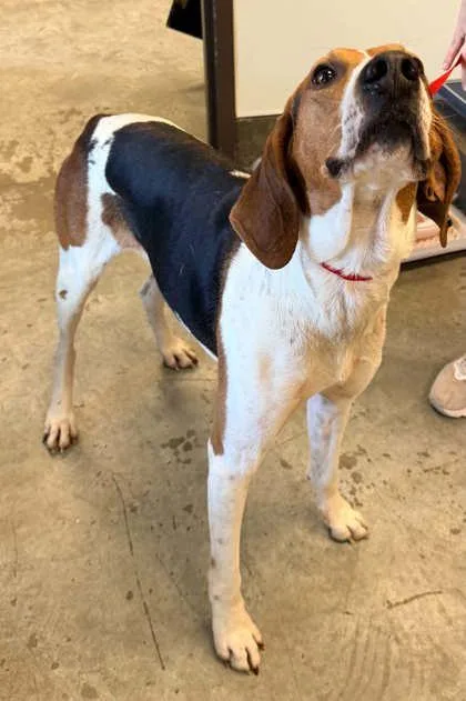 An adult medium-sized male Coonhound dog named Roscoe for adoption in Bowling Green, KY