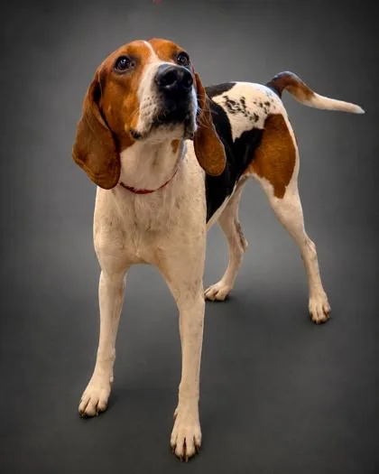 Roscoe thumbnail 3