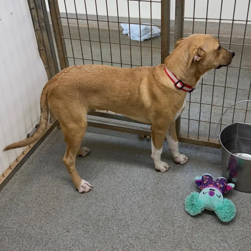 A baby medium-sized male Beagle dog named Sam for adoption in Kingman, KS