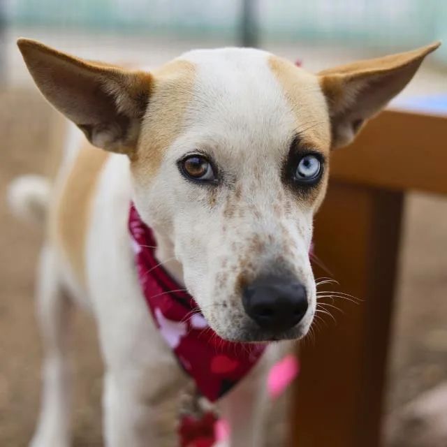 A young medium-sized female Terrier dog named Letty for adoption in San Antonio, TX