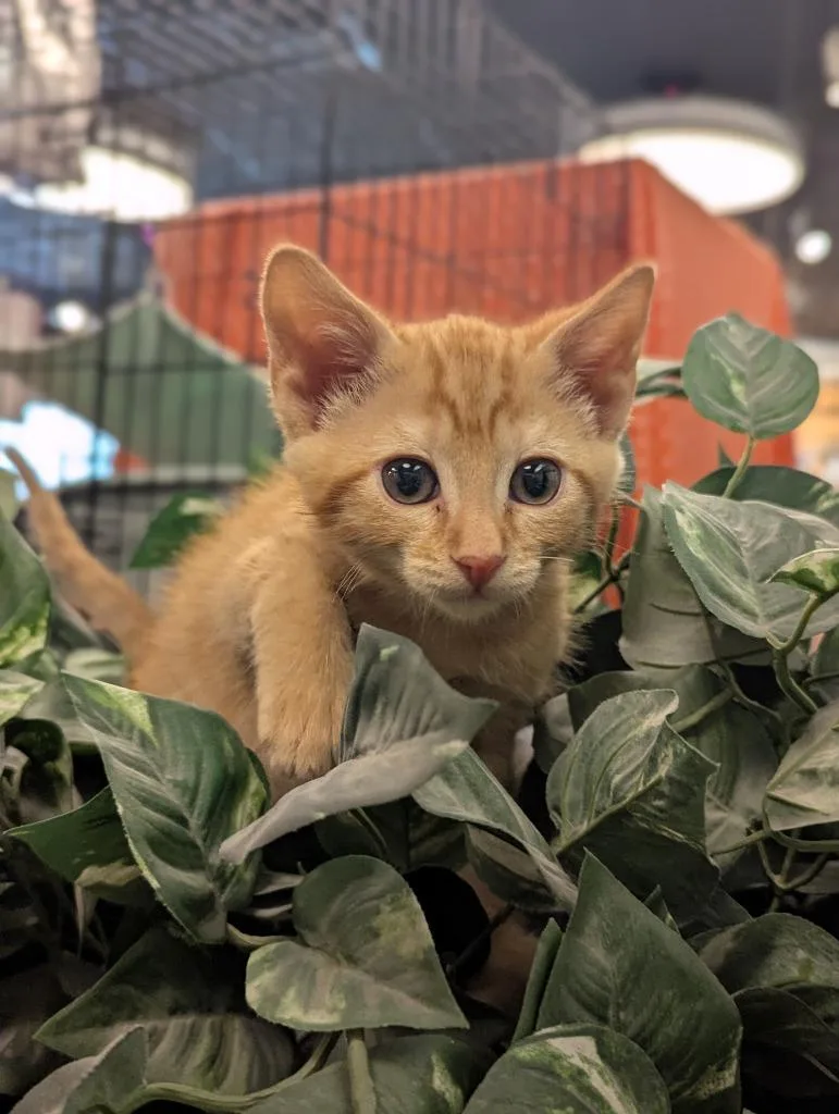 A baby medium-sized male Domestic Short Hair cat named Apricot for adoption in St. Cloud, MN