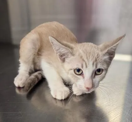 A baby small-sized female Domestic Short Hair cat named Angel for adoption in Fresno, CA