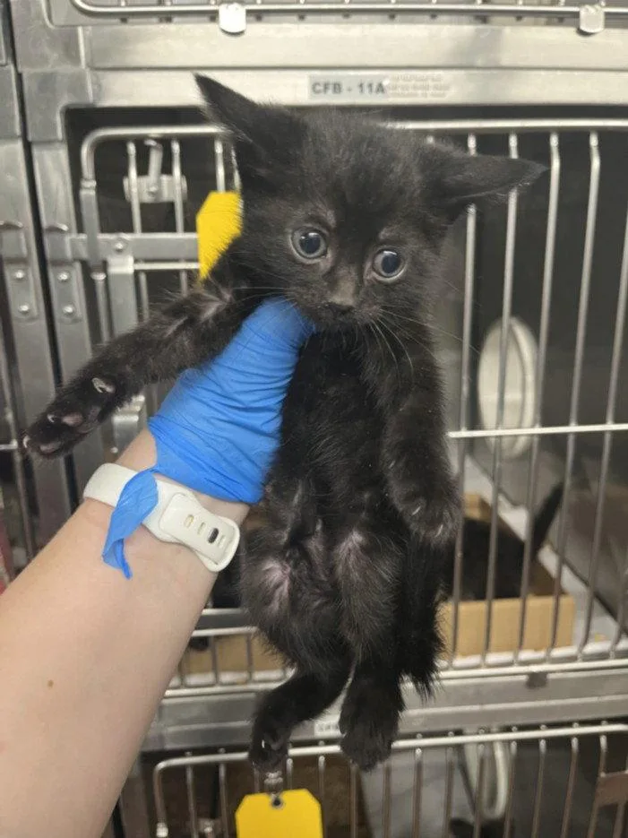 A baby small-sized female Black Domestic Short Hair cat named Eevee for adoption in Woodland, CA
