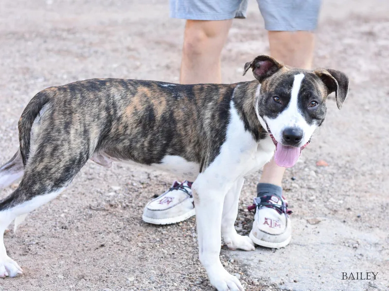 A baby medium-sized male Mixed Breed dog named Bailey for adoption in Houston, TX