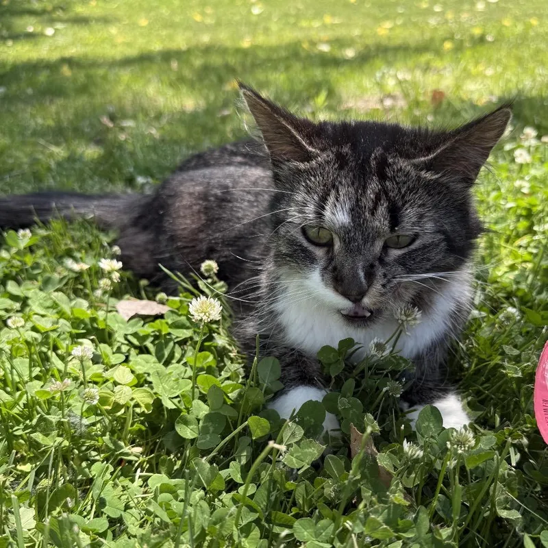 Olive thumbnail 3