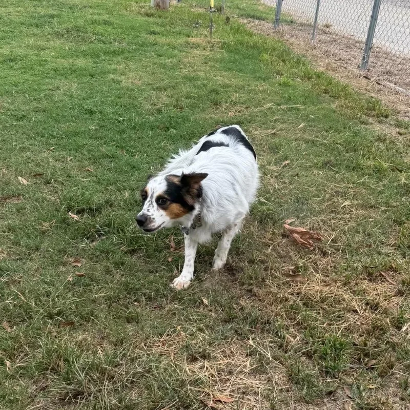An adult medium-sized female White / Cream Border Collie dog named SharLee for adoption in Brainerd, MN