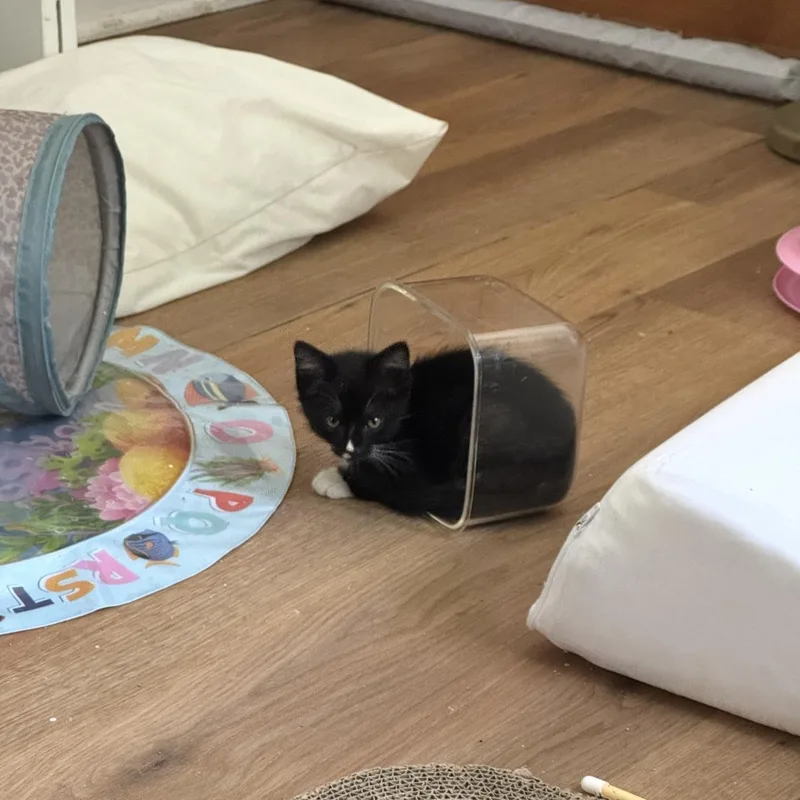 A baby medium-sized male Black & White / Tuxedo Domestic Short Hair cat named Bobby for adoption in Omaha, NE