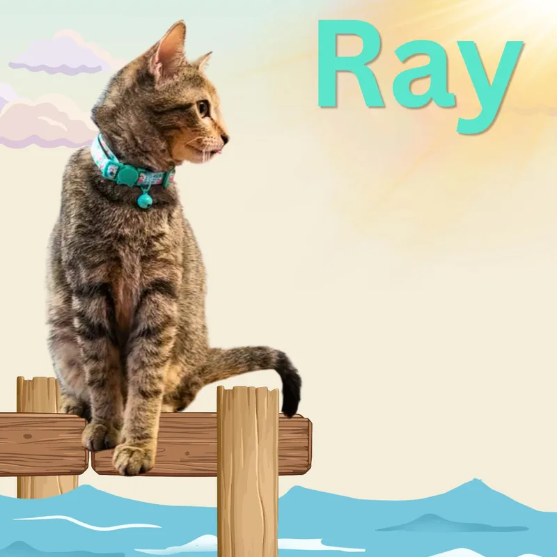 A young medium-sized male Domestic Short Hair cat named Ray for adoption in Aransas Pass, TX