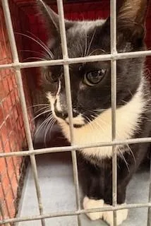 An adult medium-sized female Domestic Short Hair cat named Paisley for adoption in Fort Myers, FL