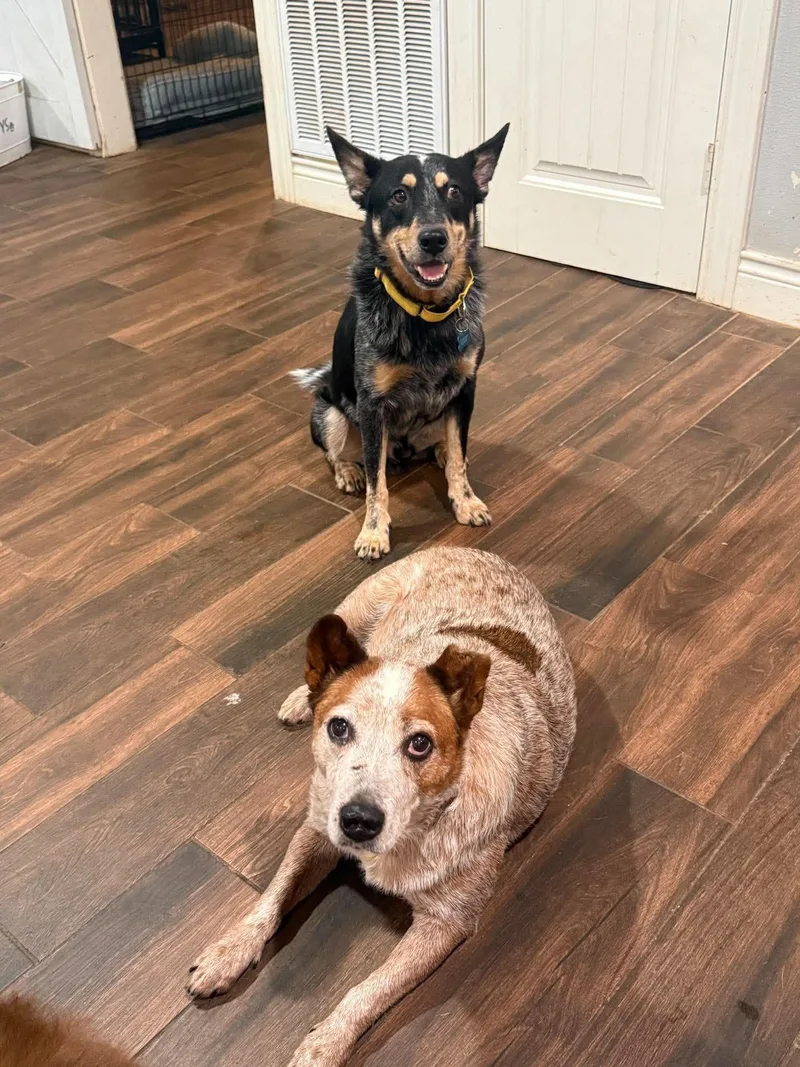 An adult medium-sized male Australian Cattle Dog / Blue Heeler dog named Atlas for adoption in Houston, TX