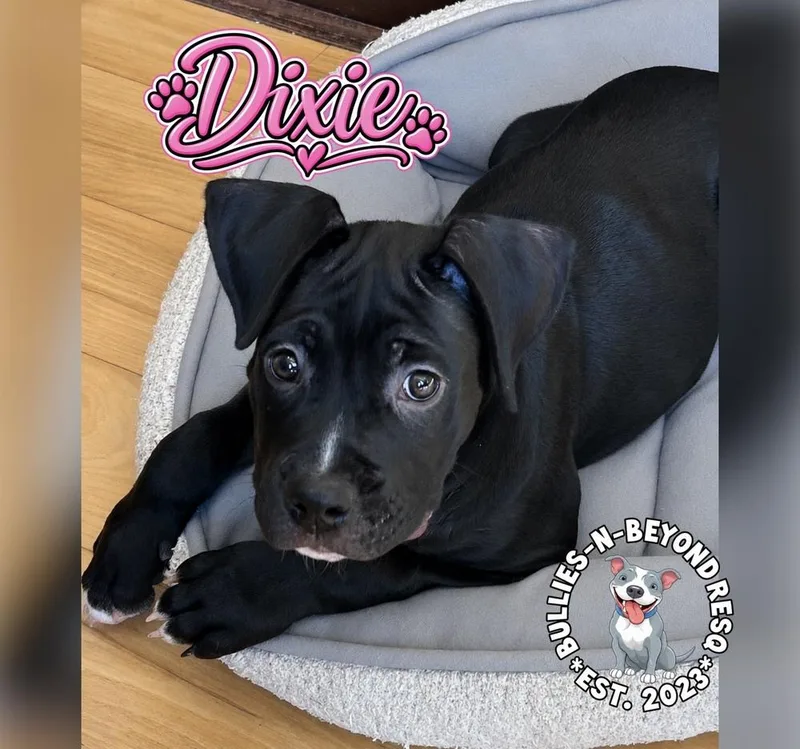 Dixie