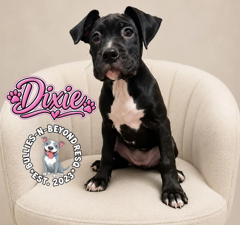 Dixie thumbnail 2