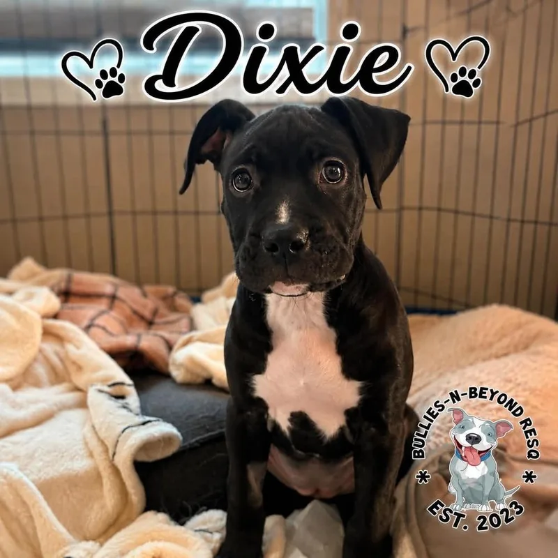 Dixie thumbnail 3