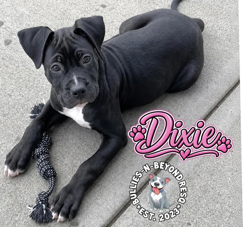 Dixie thumbnail 4
