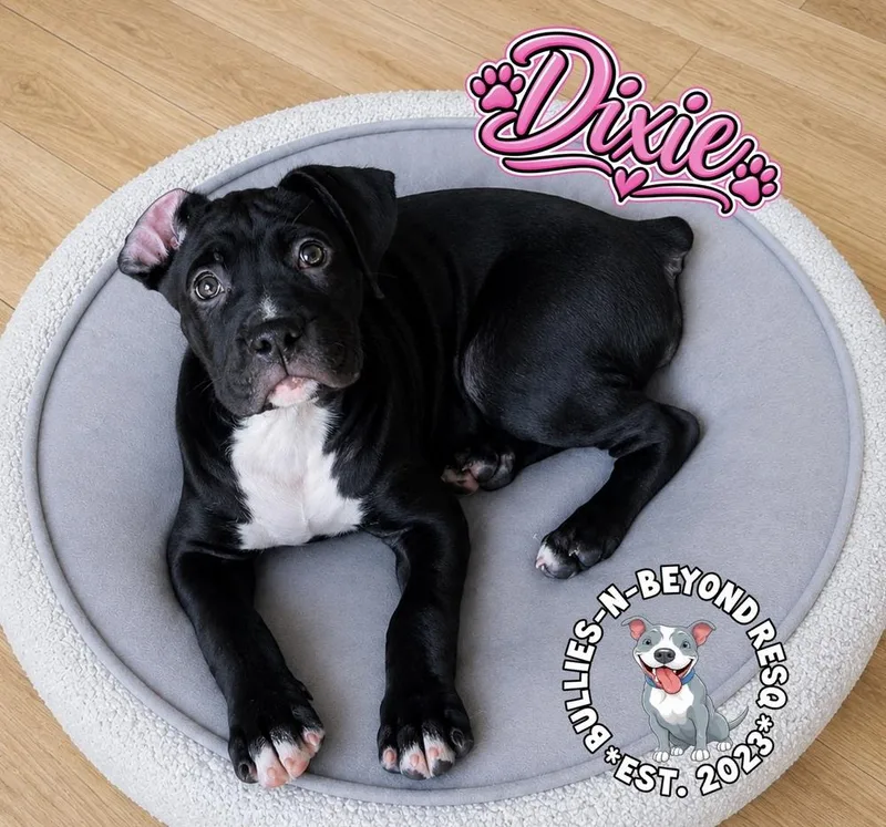 Dixie thumbnail 5