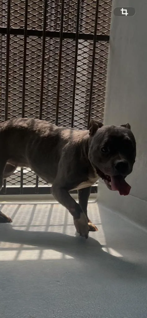 A baby large-sized female Mixed Breed dog named Pony for adoption in Cartersville , GA