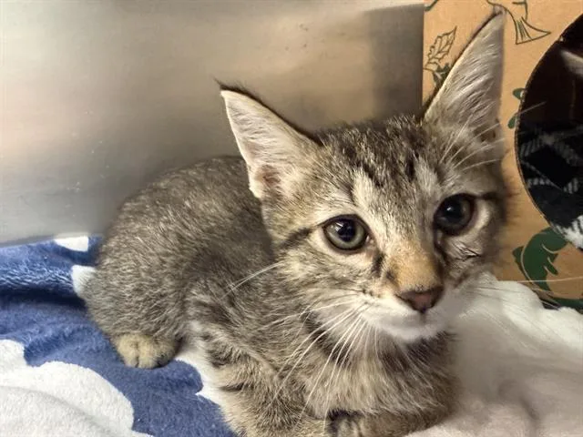 A baby small-sized male Domestic Short Hair cat named Braeden for adoption in Saint Louis, MO