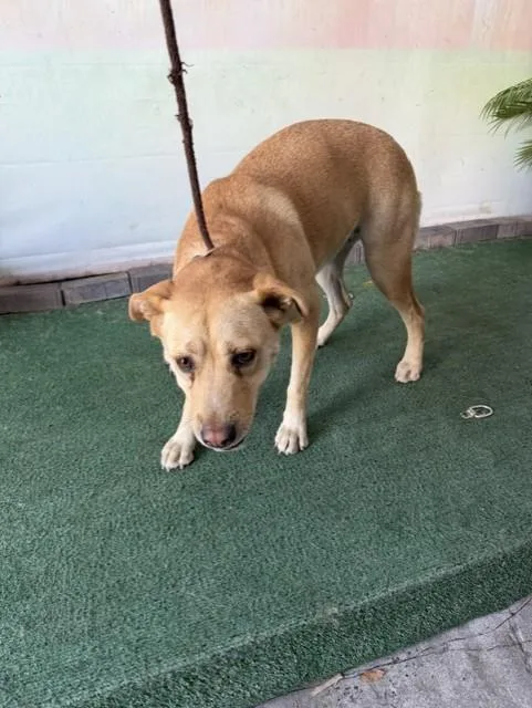 An adult large-sized female Labrador Retriever dog named Bo for adoption in Baldwin Park, CA