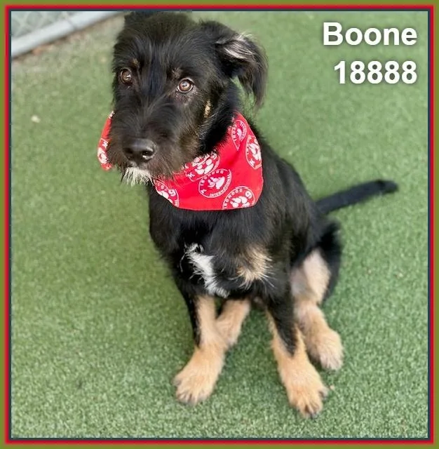 A baby medium-sized male Black Airedale Terrier dog named Boone for adoption in Marietta, GA