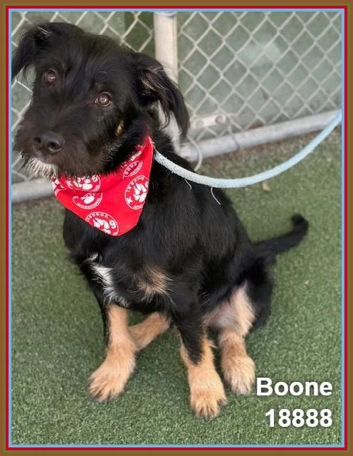 Boone thumbnail 2
