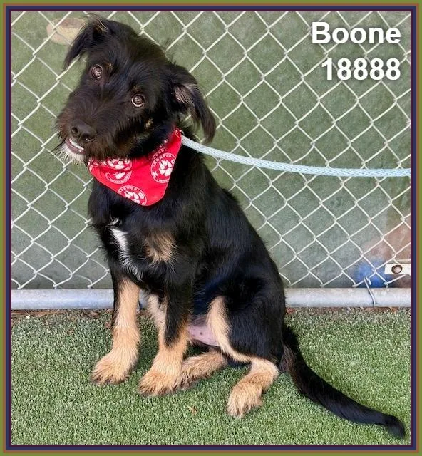 Boone thumbnail 5