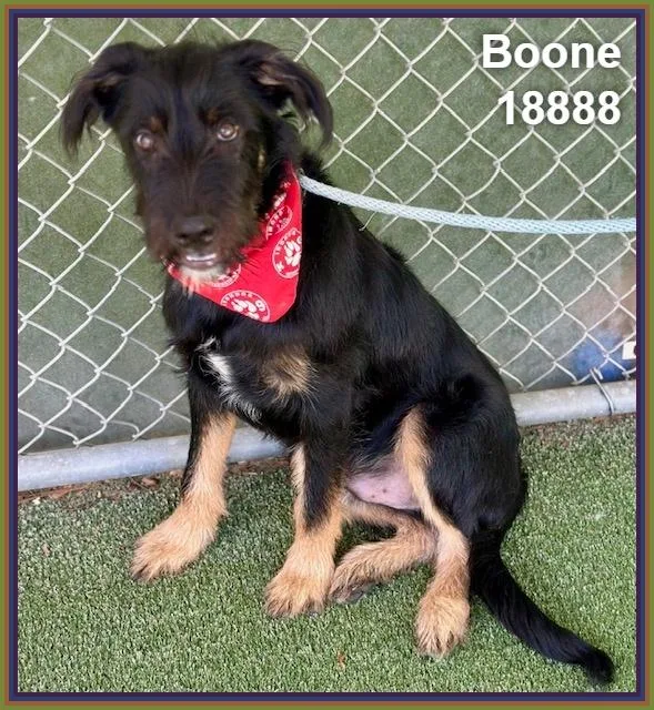 Boone thumbnail 6