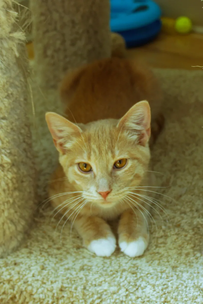 A baby medium-sized male Buff / Tan / Fawn Domestic Short Hair cat named Banjo for adoption in Urbana, OH